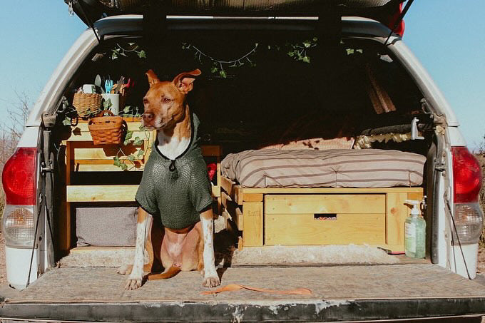 Doggie Jumper